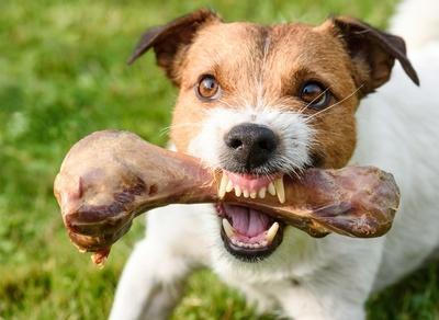 Cave canem? - Állatvilág magazin