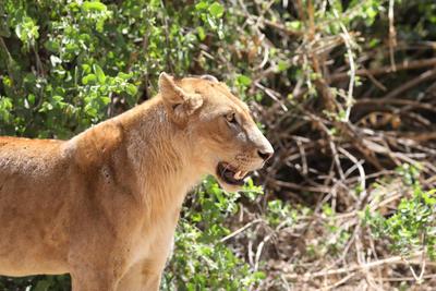Egy nap a Lake Manyara Nemzeti Parkban - Állatvilág magazin