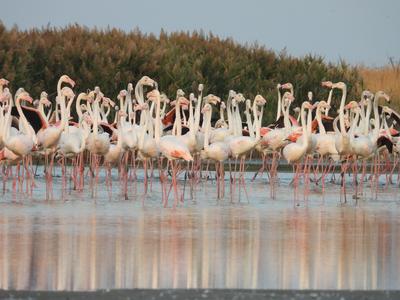 Flamingók a Duna-deltában - Állatvilág magazin