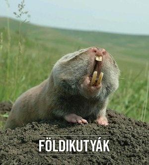 FÖLDIKUTYÁK - Állatvilág magazin