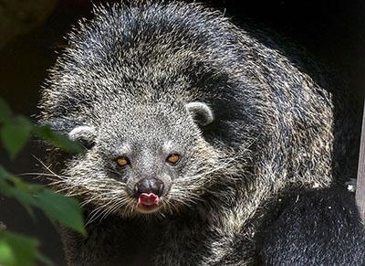 Medvemacska, medvenyest, binturong - Állatvilág magazin