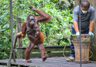 Mentsvár az orangutánoknak - Állatvilág magazin