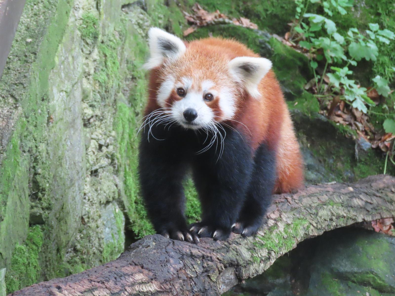 Otthona a Himalája – A kis panda - Állatvilág magazin