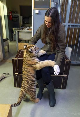 Tigris a fészerben - Állatvilág magazin