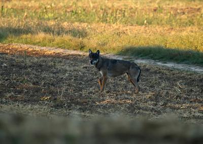 Volt, nincs? - Állatvilág magazin